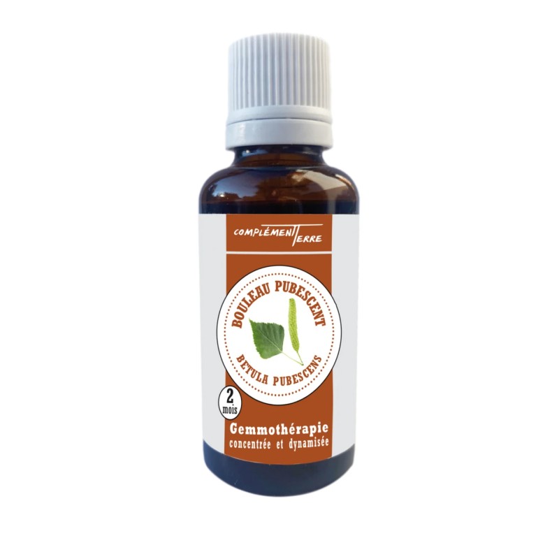 Gemmothérapie : le Bouleau Pubescent (le bourgeon de la DÉTOX)
