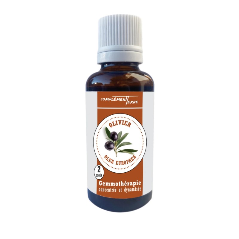 Gemmothérapie : l'Olivier (le bourgeon des troubles cardiovasculaires)